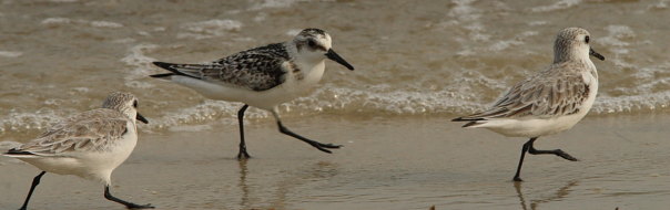 bird walking on Beach