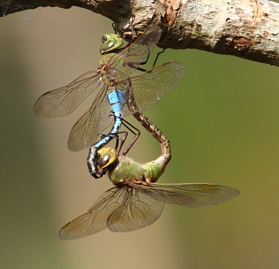 Dragonflies mating