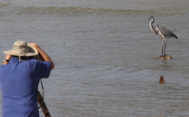 Photographing a Heron