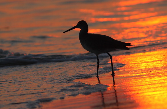 bird on the beach at sunset