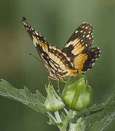 Black, white and orange butterfly with a fly on its wing tip