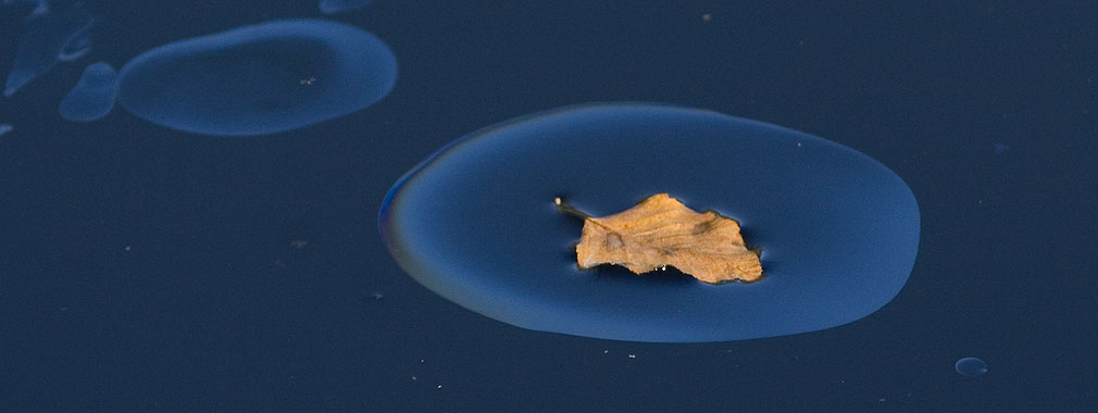 Yellow leaf in a small puddle of oil floating on deep blue water