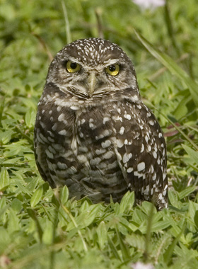 Burrowing Owl with huge eyes