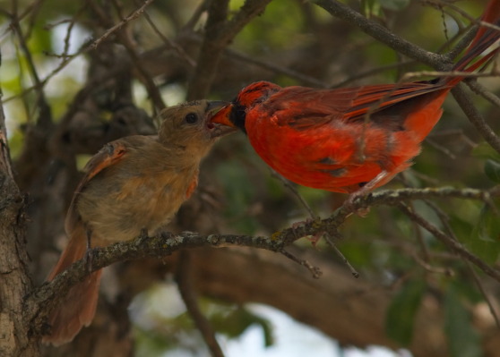 Mother cardinal feeding fledgling