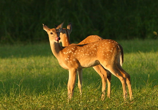 Fawn licking his lips