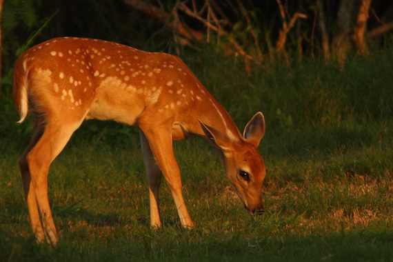 White-tailed deer faun browsing in early morning light